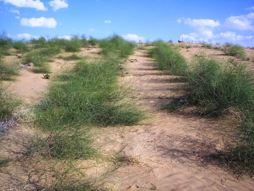 calligonum polygonoides